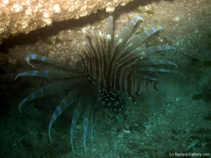 lion-fish-perhentian