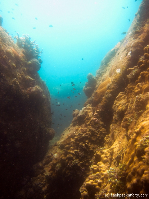 swimthrough-t3-and-fish-perhentian