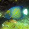 blue-ringed-angel-fish-perhentian