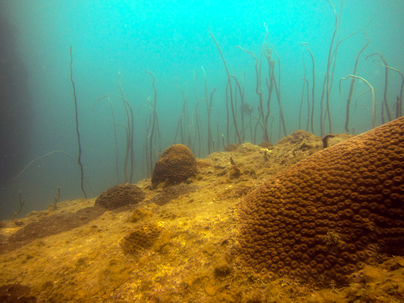whip-coral-formation-t3-perhentian