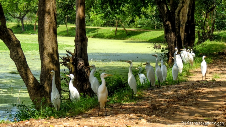 herons-at-lake-polonnaruwa