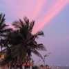 pondicherry-sunset-palms
