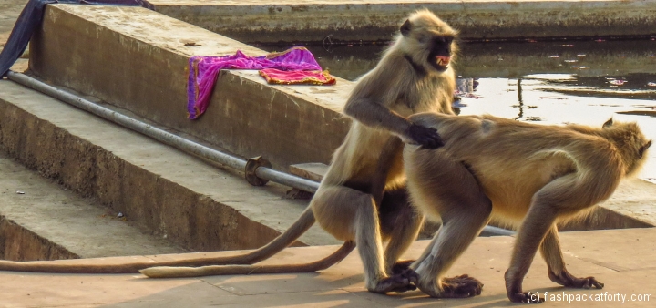 pushkar-fornicating-monkeys