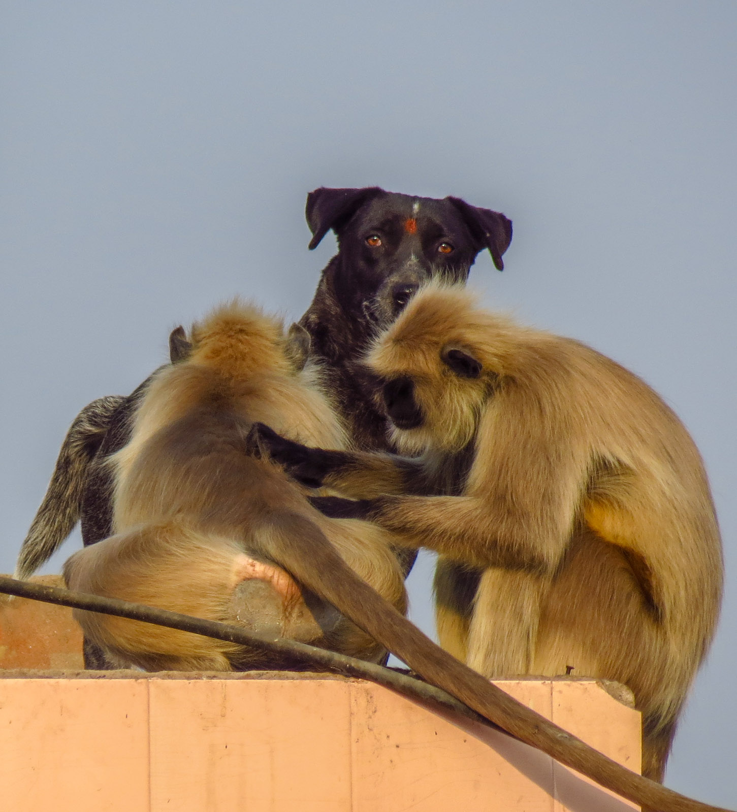pushkar-monkey-and-dog