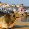 pushkar-cow-with-buildings-and-lake
