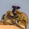 pushkar-monkey-and-dog