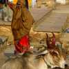 pushkar-sacred-cow-and-woman