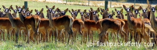 deer-farm-who-you-looking-at