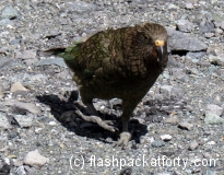 kea-alpine-parrot