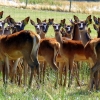 deer-farm-who-you-looking-at