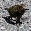 kea-alpine-parrot