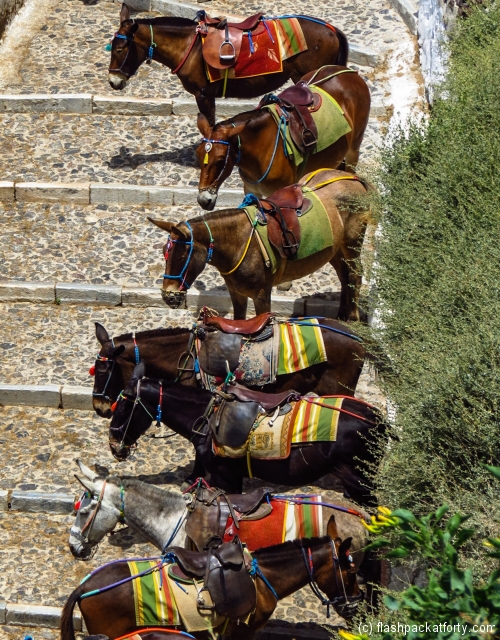 donkeys-on-old-port-fira