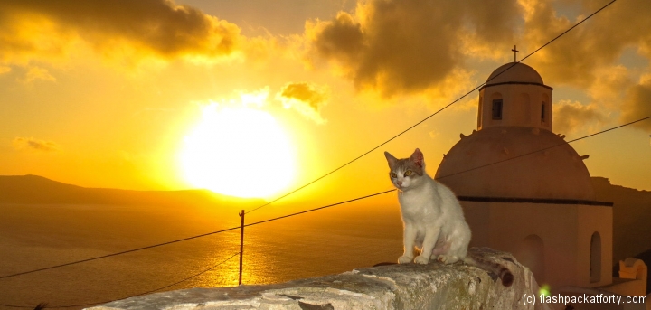 cat-santorini-sunset