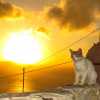 cat-santorini-sunset