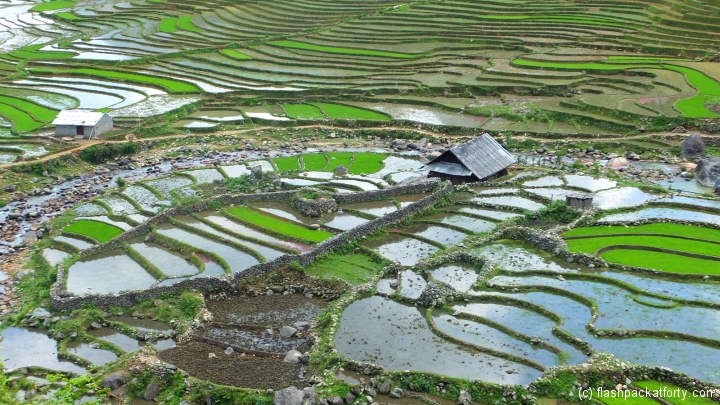 Sapa rice terrace