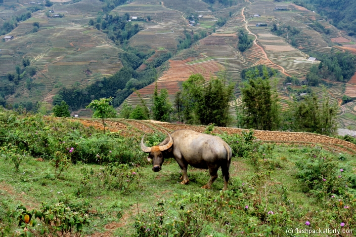 Water buffalo in rice field
