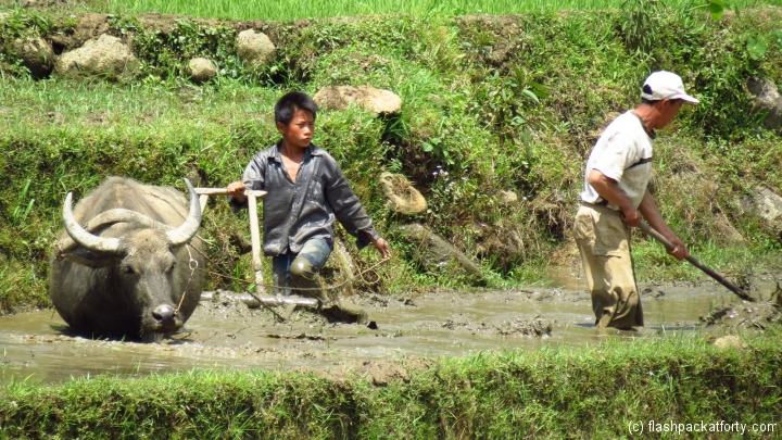 Boy working water buffalo