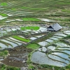 Sapa rice terrace