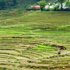 Sapa paddy fields