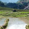 Sapa rice field