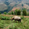 Water buffalo in rice field