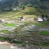 Vietnam rice aerial