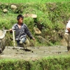 Boy working water buffalo