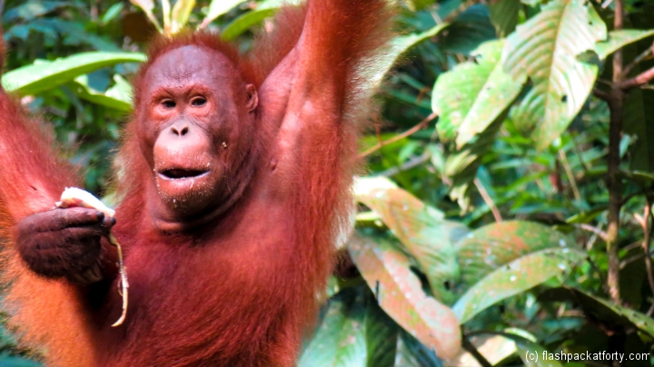 close-up-of-orang-utan-semenggoh