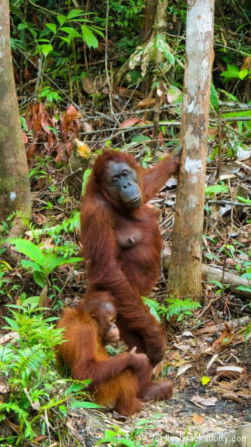mother-and-baby-orang-utan-semenggoh-kuching
