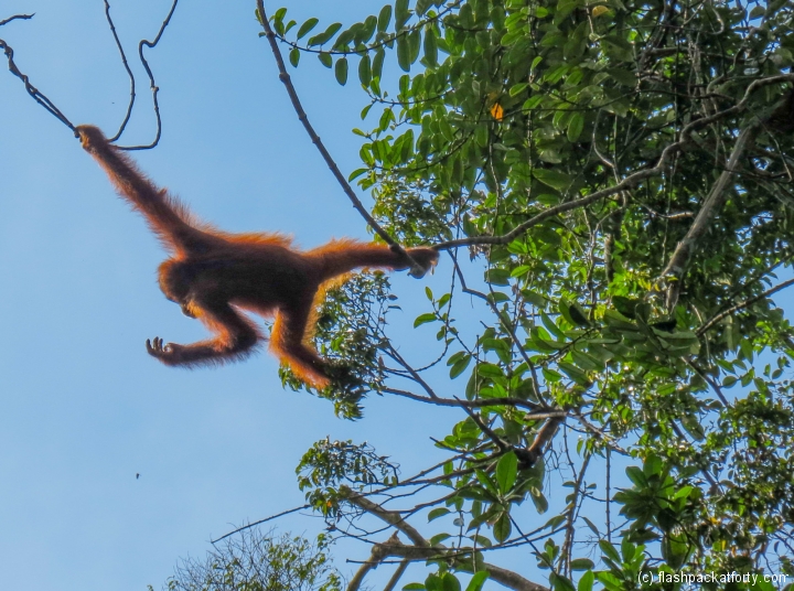 orang-utan-swings-high-through-trees-semenggoh-malaysia