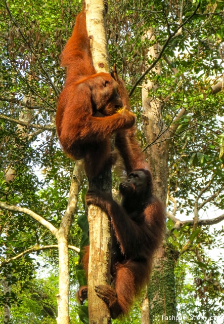 orang-utans-playing-semenggoh-nature-reserve