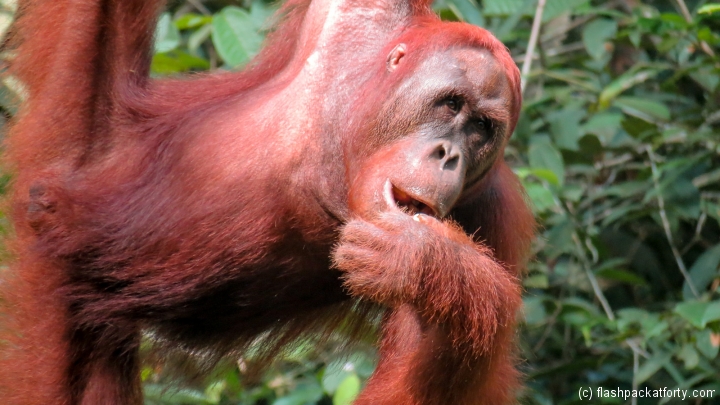 semenggoh-orang-utan