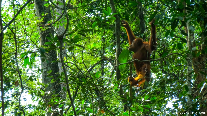 swinging-ornag-utan-semenggoh-borneo