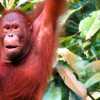 close-up-of-orang-utan-semenggoh
