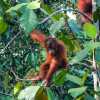mother-and-baby-orang-utan-in-trees-semenggoh