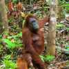 mother-and-baby-orang-utan-semenggoh-kuching