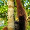 orang-utan-peeks-semenggoh-nature-reserve