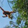 orang-utan-swings-high-through-trees-semenggoh-malaysia