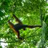 orang-utan-swings-through-trees-semenggoh-kuching