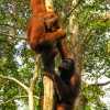 orang-utans-playing-semenggoh-nature-reserve
