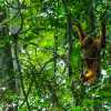 swinging-ornag-utan-semenggoh-borneo