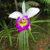 wild-orchid-semenggoh-nature-reserve