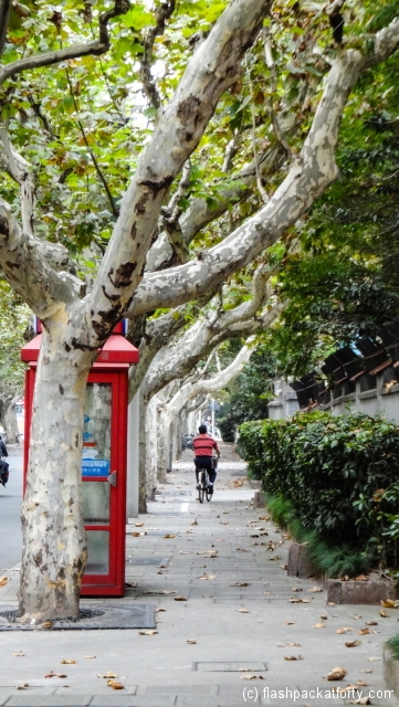 french collection tree lined street