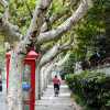 french collection tree lined street