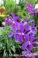 purple-orchis-singapore