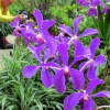 purple-orchis-singapore