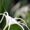 white-lily-singapore