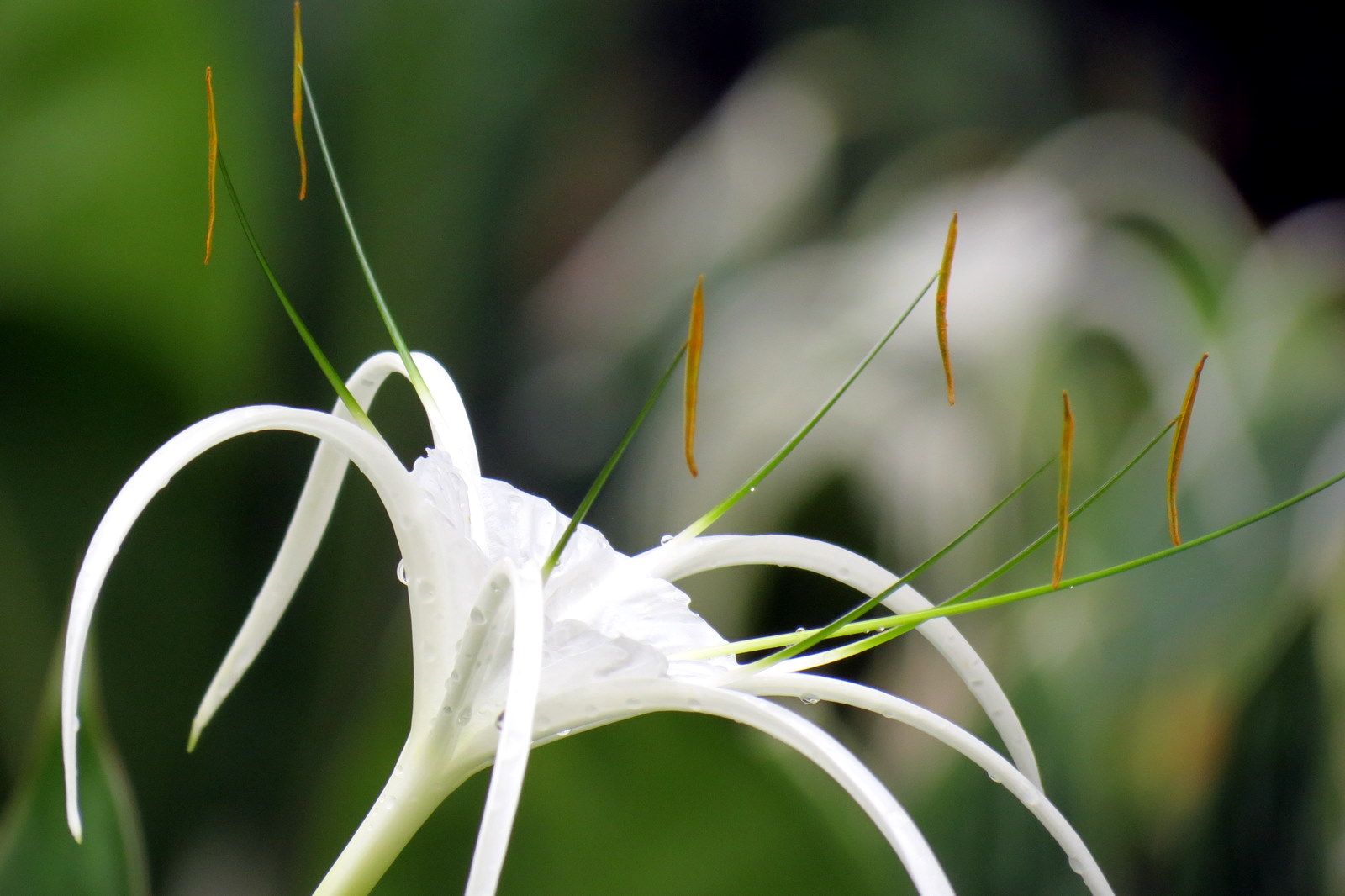 white-lily-singapore