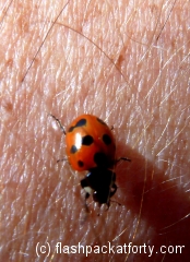 riverton-ladybirds