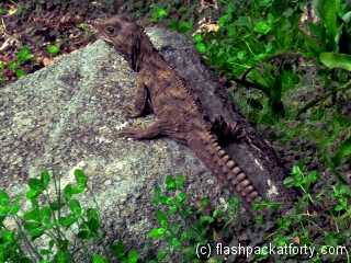 tuatara-invercargill-museum